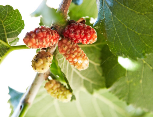 Sorbetto Mulberries recipe, natural flavour